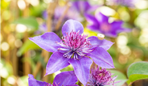 Waldrebe 'Multi Blue'