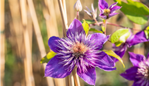 Waldrebe 'Multi Blue'
