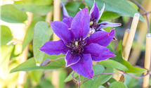 Waldrebe 'Multi Blue'