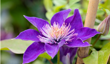 Waldrebe 'Multi Blue'