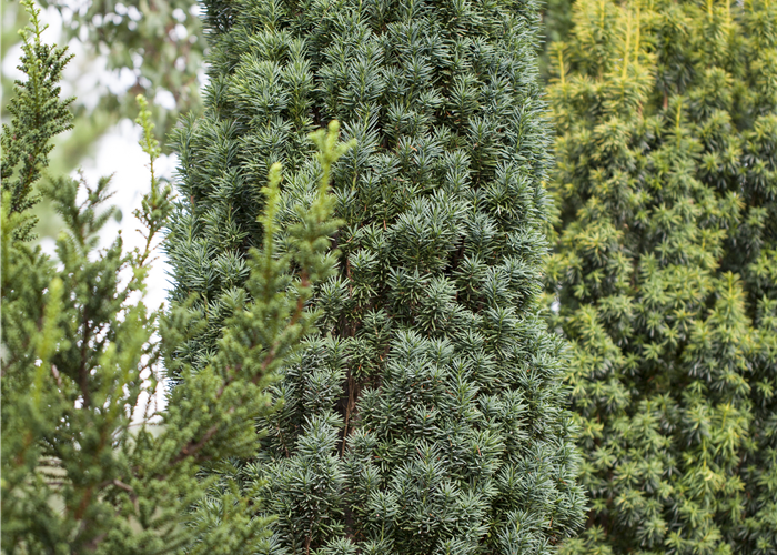 Schlanke Säuleneibe - Taxus bacc. 'Fastigiata Robusta'