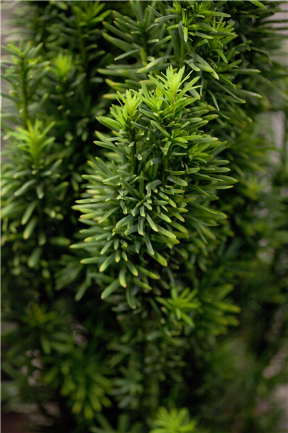 Taxus baccata 'Fastigiata Robusta'