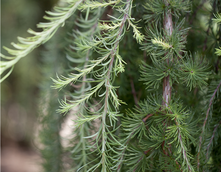 Larix kaempferi 'Stiff Weeper' Larix kaempferi 'Stiff Weeper'