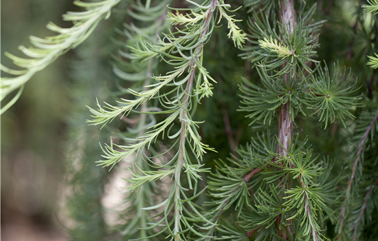 Larix kaempferi 'Stiff Weeper' Larix kaempferi 'Stiff Weeper'