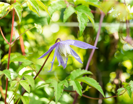 Clematis alpina Clematis alpina
