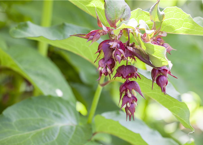 Karamellbeere - Leycesteria formosa 'Purple Rain'