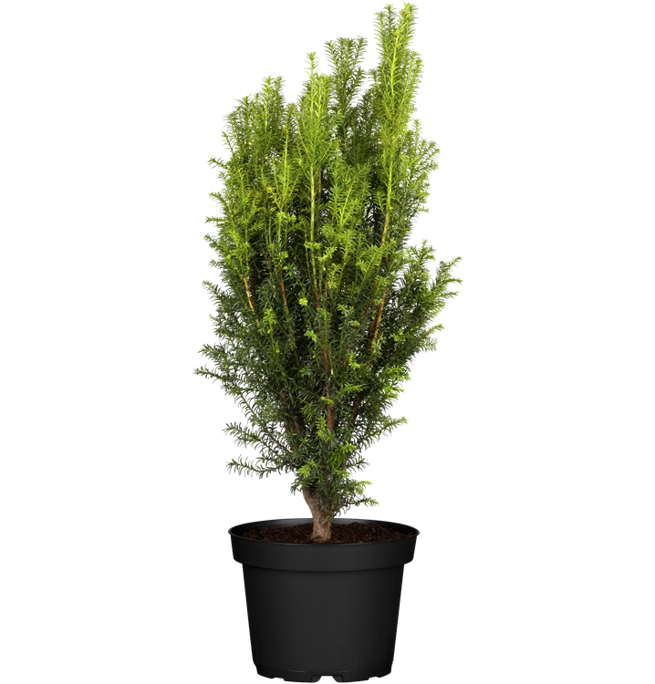 Taxus baccata 'Overeynderi'