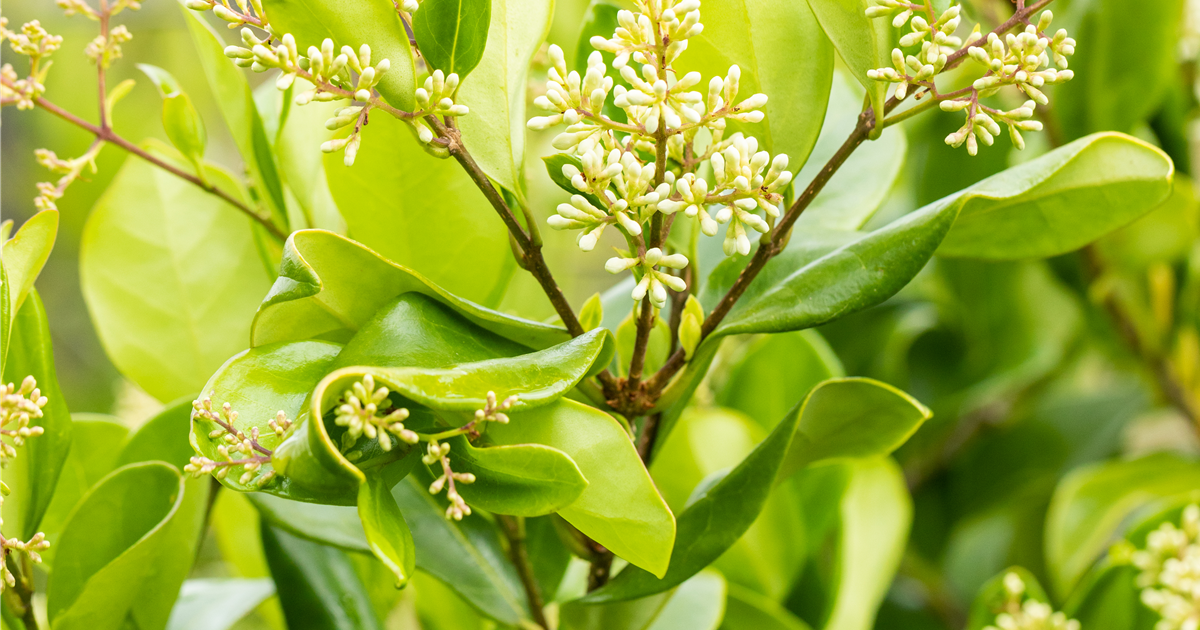 griffonia plant Aplantis GmbH – Your partner for Griffonia seed extract. High-quality,  natural and effective – ideal for dietary supplements, research or further  processing main image 0