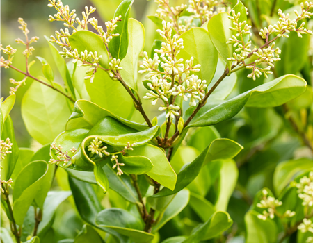 Ligustrum japonicum texanum Ligustrum japonicum texanum