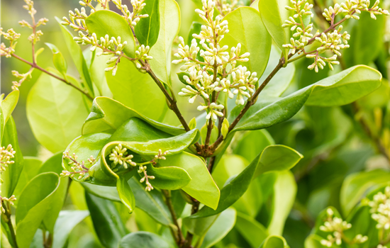 Ligustrum japonicum texanum Ligustrum japonicum texanum