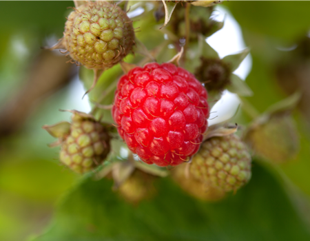 Rubus 'Willamette' Rubus 'Willamette'