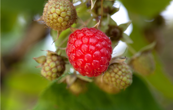 Rubus 'Willamette' Rubus 'Willamette'