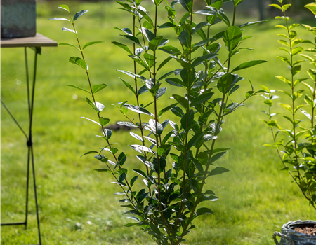 Ligustrum ovalifolium Ligustrum ovalifolium