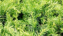 Taxus baccata 'Schwarzgrn'