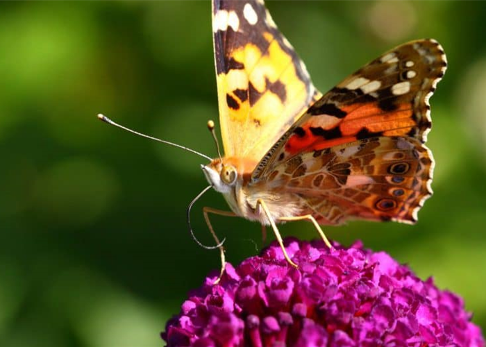 Schmetterlings Magnet-Sommerflieder