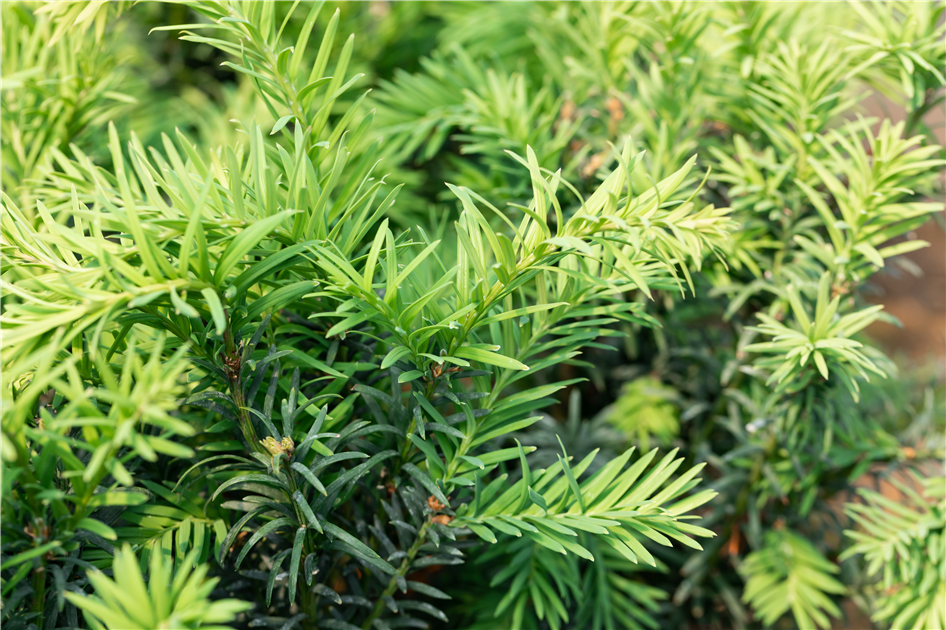 Taxus baccata 'Schwarzgrn'