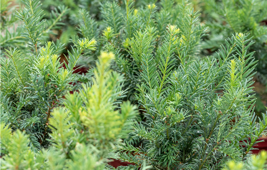Taxus baccata 'Schwarzgrün'