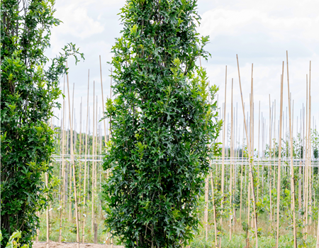 Quercus palustris 'Green Pillar'