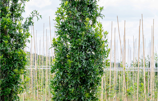 Quercus palustris 'Green Pillar'