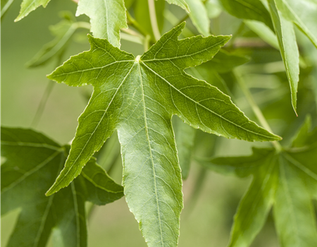 Liquidambar styraciflua Liquidambar styraciflua