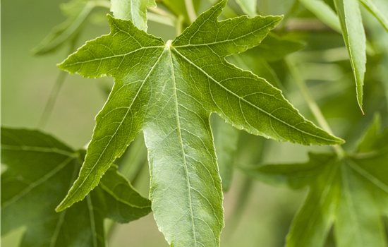 Liquidambar styraciflua Liquidambar styraciflua