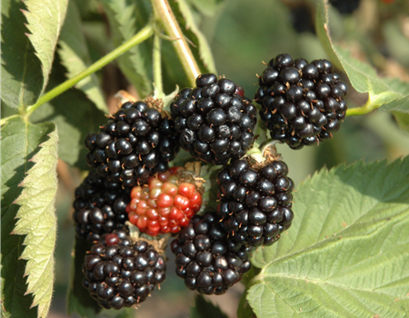 Rubus frut. 'Dirksen Thornless' Rubus frut. 'Dirksen Thornless'