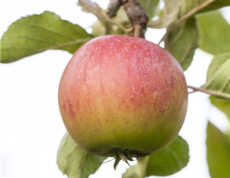 Malus dom. 'Piros' Malus dom. 'Piros'