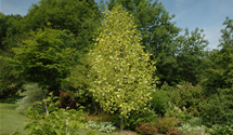 Goldgelber Tulpenbaum 'Aureomarginatum'