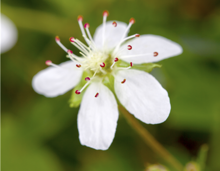 Potentilla tridentata 'Nuuk'