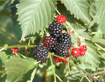 Rubus fruticosus 'Navaho'