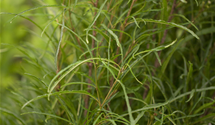 Farnblättriger Faulbaum 'Fine Line'®