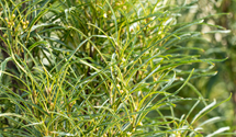 Farnblättriger Faulbaum 'Fine Line'®