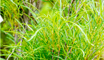 Farnblättriger Faulbaum 'Fine Line'®