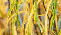 Farnblättriger Faulbaum 'Fine Line'®