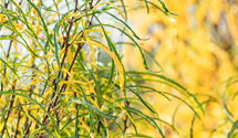 Farnblättriger Faulbaum 'Fine Line'®