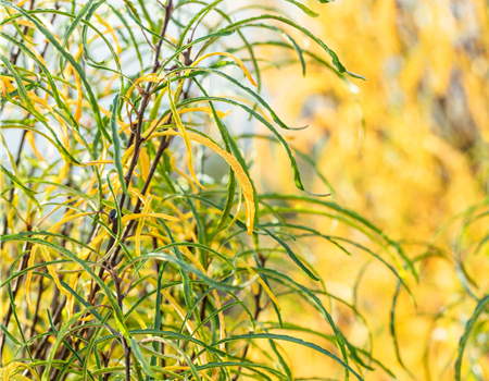 Rhamnus frangula 'Fine Line'