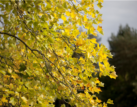 Liriodendron tulipifera Liriodendron tulipifera