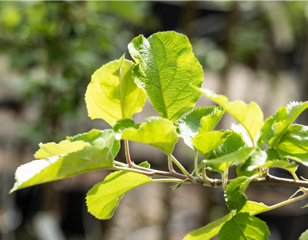 Malus dom. 'Roter Boskoop' Malus dom. 'Roter Boskoop'