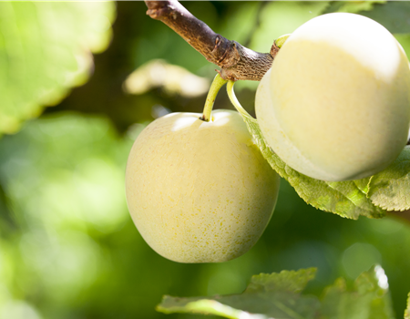 Prunus dom. 'Ontariopflaume' Prunus dom. 'Ontariopflaume'