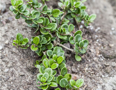 Lonicera crassifolia 'Little Honey'