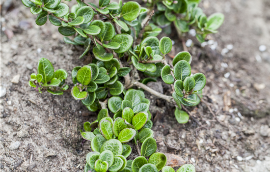Lonicera crassifolia 'Little Honey' Lonicera crassifolia 'Little Honey'