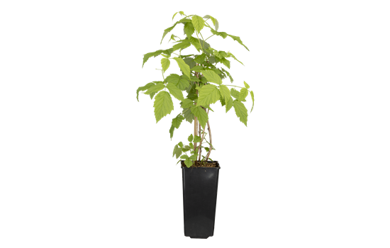 Rubus idaeus 'Meeker'
