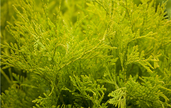 Thuja occidentalis 'Golden Globe'