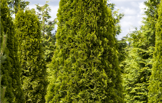 Thuja occidentalis 'Smaragd'