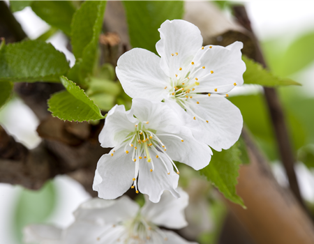 Prunus avium 'Sylvia'