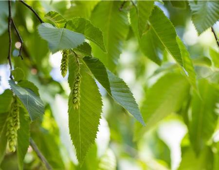 Carpinus betulus Carpinus betulus