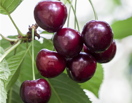 Prunus avium 'Große schwarze Knorpelkirsche'