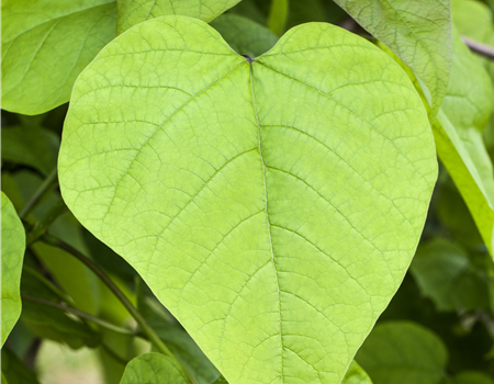 Catalpa bignonioides 'Nana'