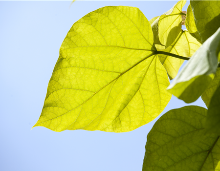 Catalpa bignonioides 'Aurea'