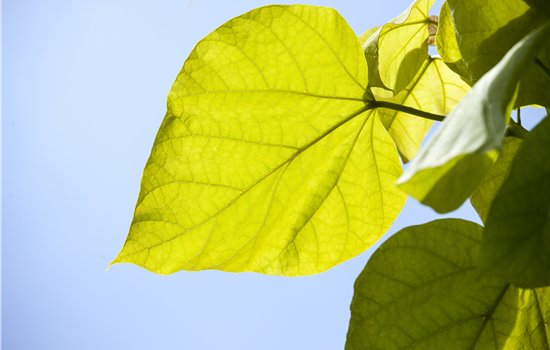 Catalpa bignonioides 'Aurea'